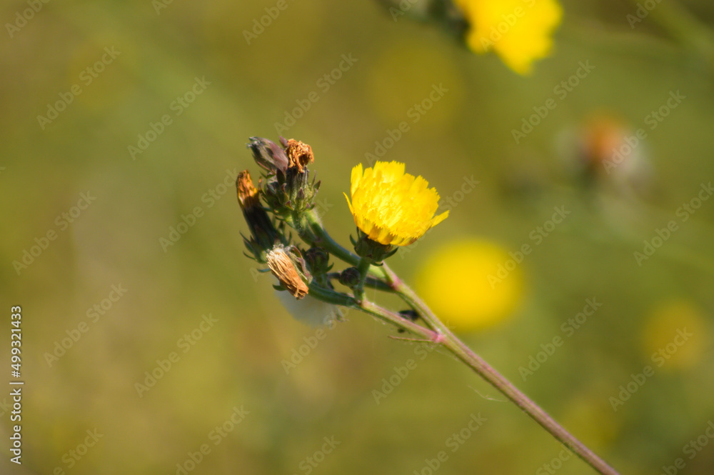 Closeup of yellow hawkweed oxtongue flower with green blurred background