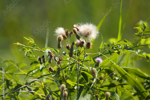 Closeup of fluffy creeping thistle seeds with selective focus on foreground