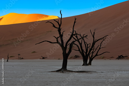 Namibia, the Namib desert, dead acacias in the Dead Valley, the red dunes in background © Pascale Gueret