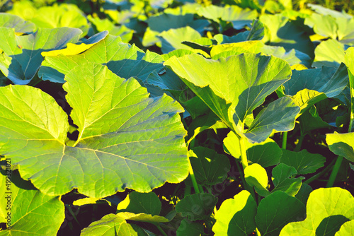 Pumpkin plants, young green pumpkin plants in the beds, illuminated by the evening sun, selective focus