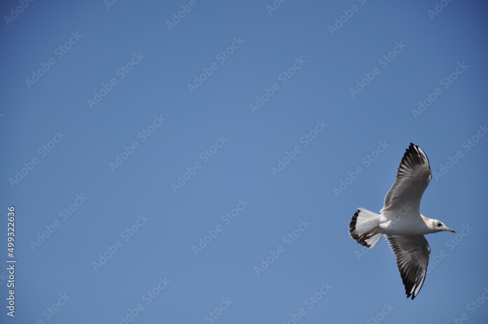 Obraz premium Flying Seagull