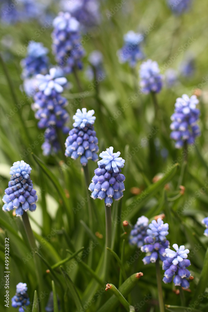 Blue Muscari primroses in a flowerbed in the park. Closeup Blue Muscari primroses in a flowerbed in the park. Closeup