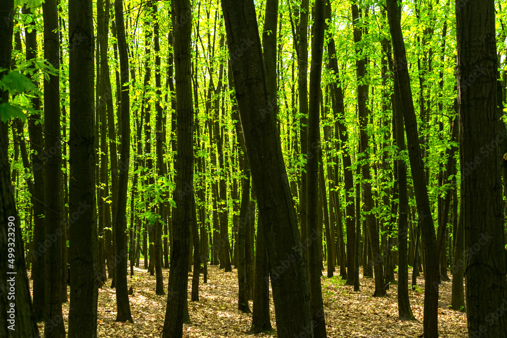 Forest thicket. Forest. Dense forest. Lots of trees Forest thicket. Forest. Dense forest. Lots of trees