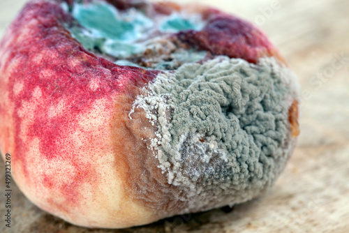 Obraz na plátně rotten food peach not fit for food