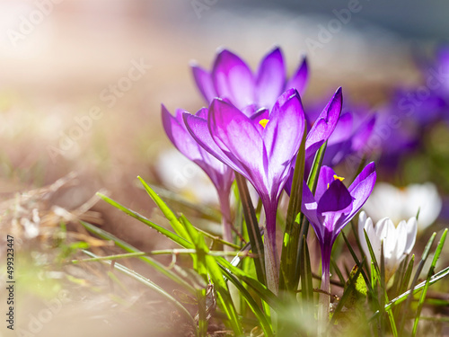 Purple crocuses close-up , defocus light, time of year spring, flowers.The first flowers, the beginning of spring.
