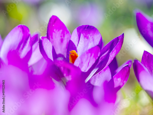 Purple crocuses close-up   defocus light  time of year spring  flowers.The first flowers  the beginning of spring.
