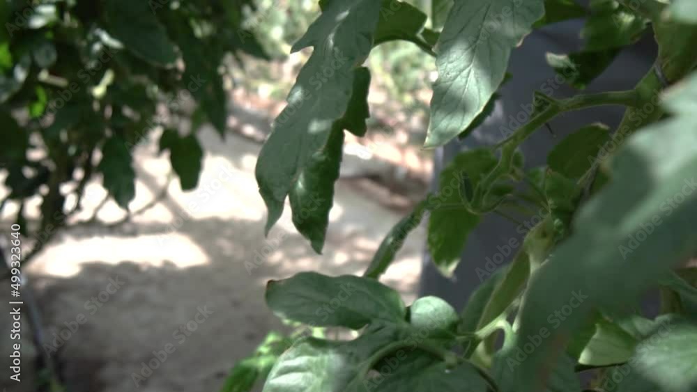 Farmer is harvesting tomatoes. mans hands picking fresh tomatoes to colander. Organic vegetables, small local farm, farming concept. Farmer is harvesting tomatoes. mans hands picking fresh tomatoes to colander. Organic vegetables, small local farm, farming concept.