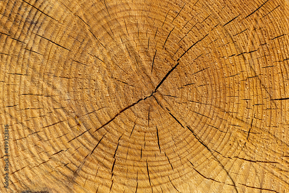 Fototapeta premium Detail of cut wooden log with circular year ring pattern