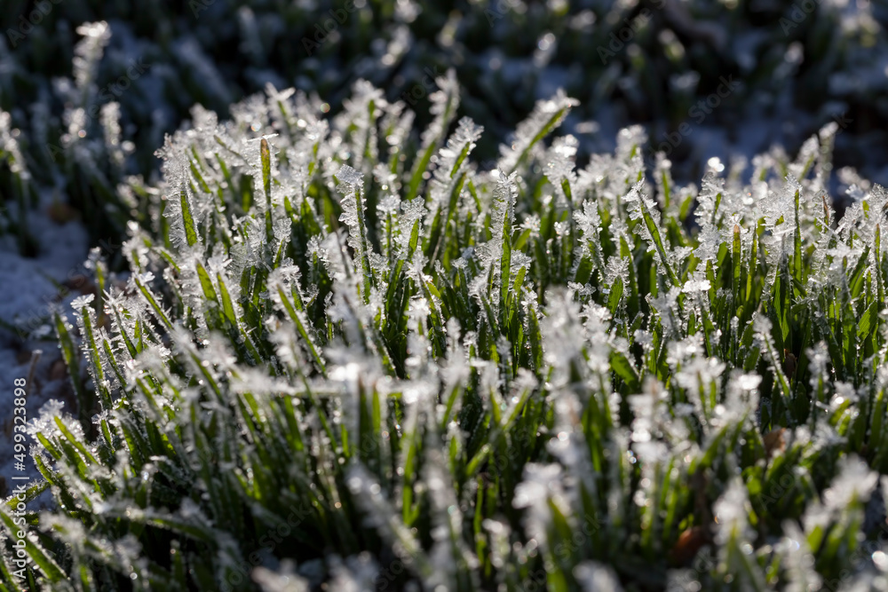 grass covered with ice and frost in the winter season grass covered with ice and frost in the winter season