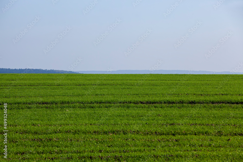 green sprouts of agricultural wheat in the field