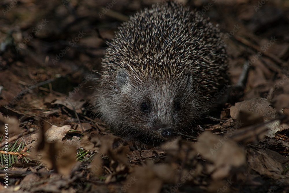 Fototapeta premium hedgehog in the grass