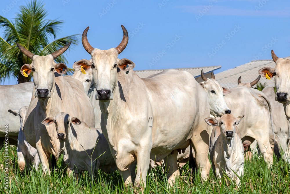 Herd of Nelore cattle grazing in a pasture on the brazilian ranch