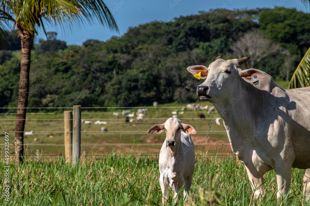Herd of Nelore cattle grazing in a pasture on the brazilian ranch