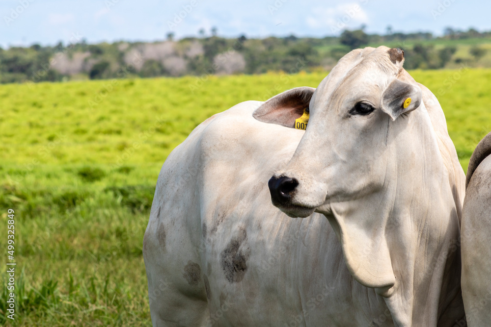 Herd of Nelore cattle grazing in a pasture on the brazilian ranch