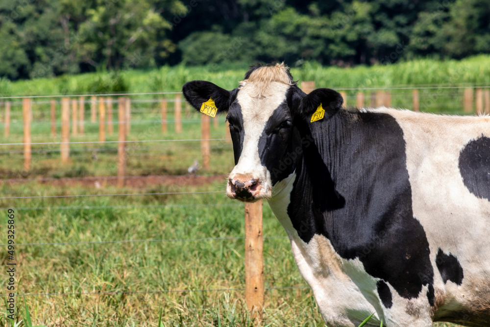 Portrait of milk cow with distinctive markings on pasture.  Tagged ears to identify animals.