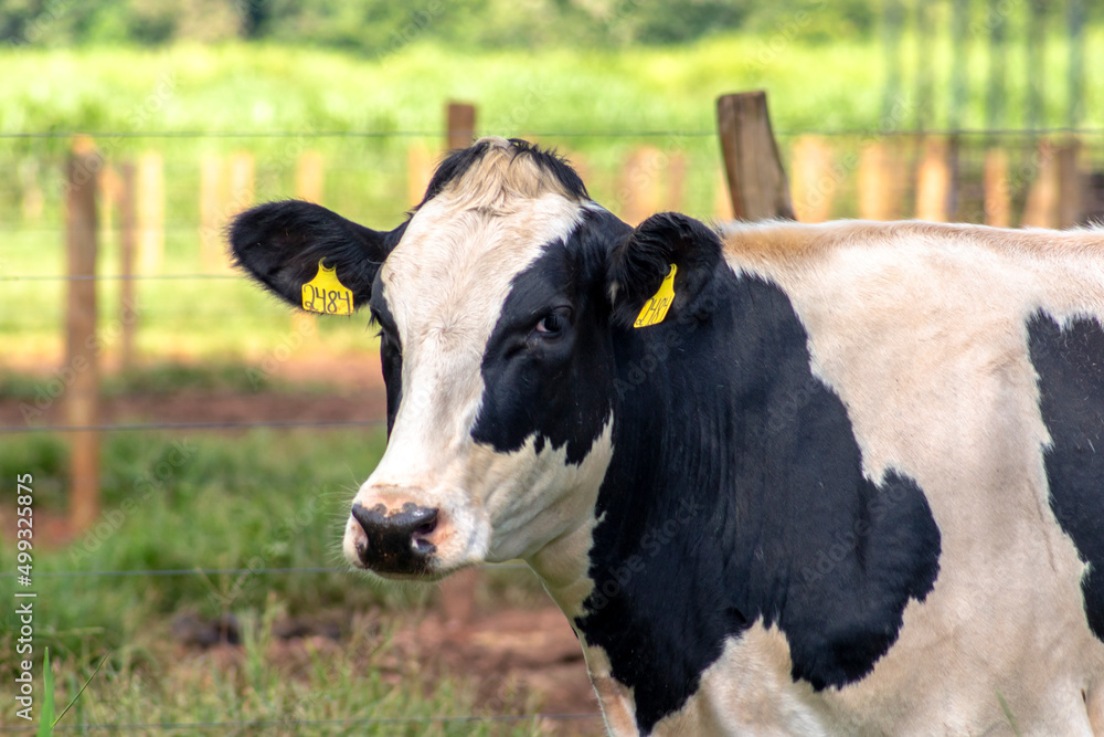 Portrait of milk cow with distinctive markings on pasture.  Tagged ears to identify animals.