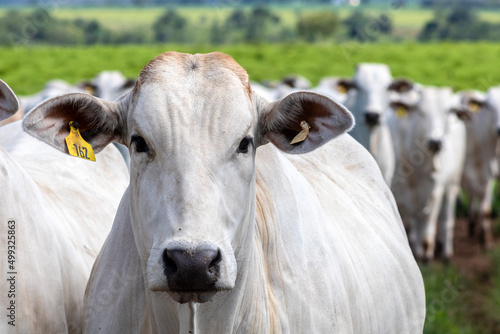 Herd of Nelore cattle grazing in a pasture on the brazilian ranch photo