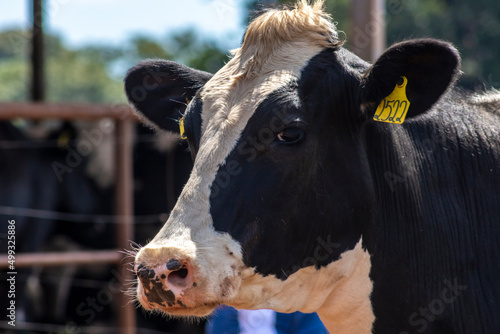 Wallpaper Mural Portrait of milk cow with distinctive markings on pasture.  Tagged ears to identify animals. Torontodigital.ca