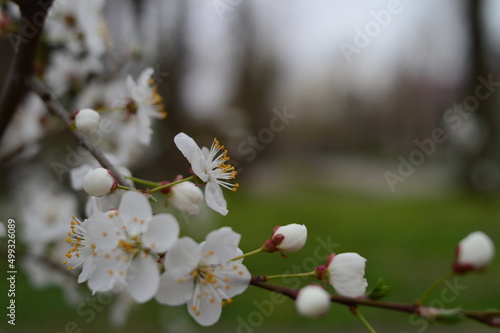 blooming tree