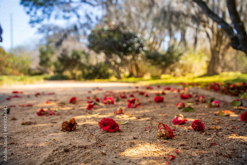 Colorful red leaf petals on a dirt path Colorful red leaf petals on a dirt path