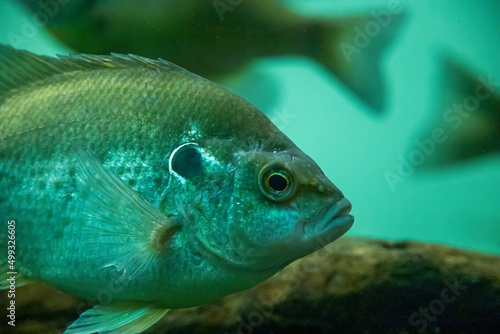 Fish swimming in an aquarium with reflections