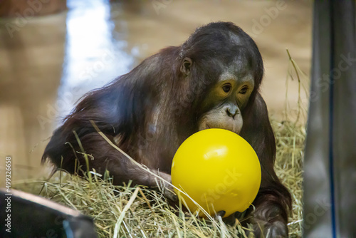 Canvas Print Closeup of a baby monkey playing with a ball at a zoo