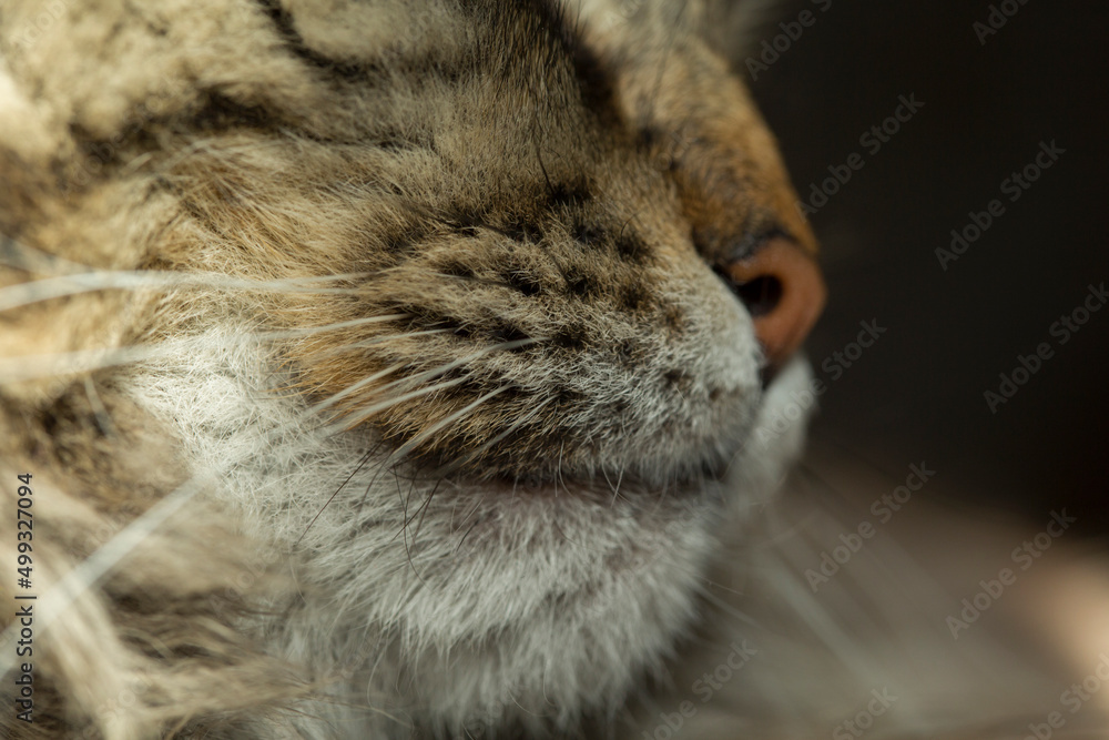 Obraz premium nose and mouth of a cat, close-up