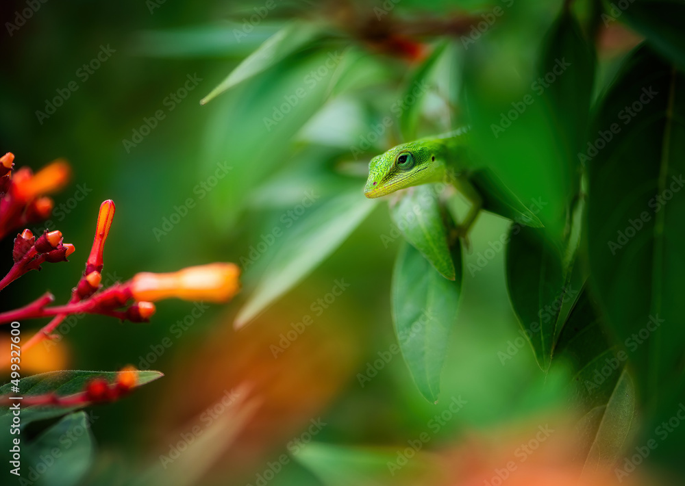 Green Lizard Green Lizard