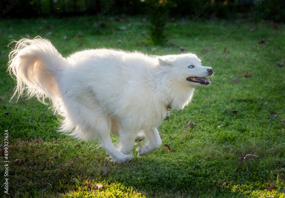 White husky eskimo dog