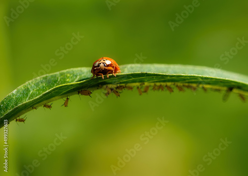 Ladybug and Aphids