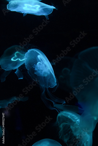 Low key jellyfish in sea saltwater aquarium ocean life, color photography with space for text 