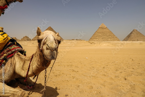 A camel lies on the desert sand in front of the Pyramids of Giza in Cairo  Egypt.