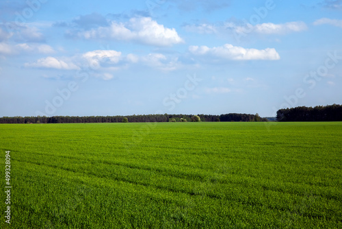 agricultural field with grass and other plants