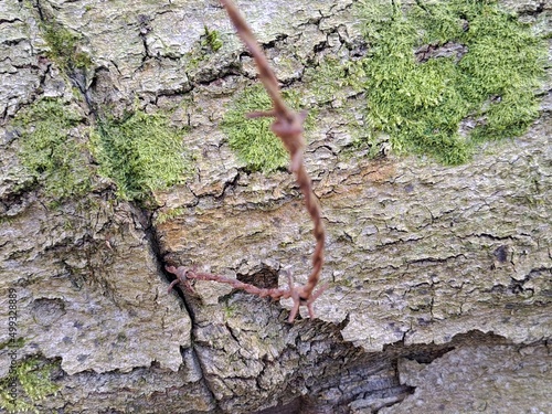 barbed wired tree