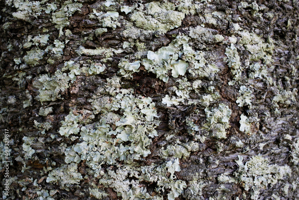 Old Tree Trunk Bark Texture with Organic Growth Old Tree Trunk Bark Texture with Organic Growth
