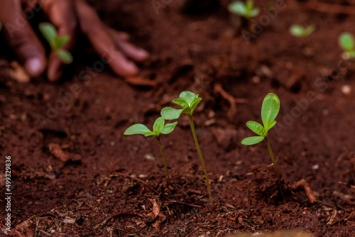 African farmer transplanting seedlings