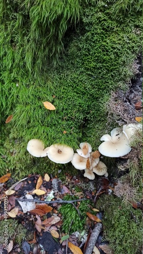 mushrooms in the forest