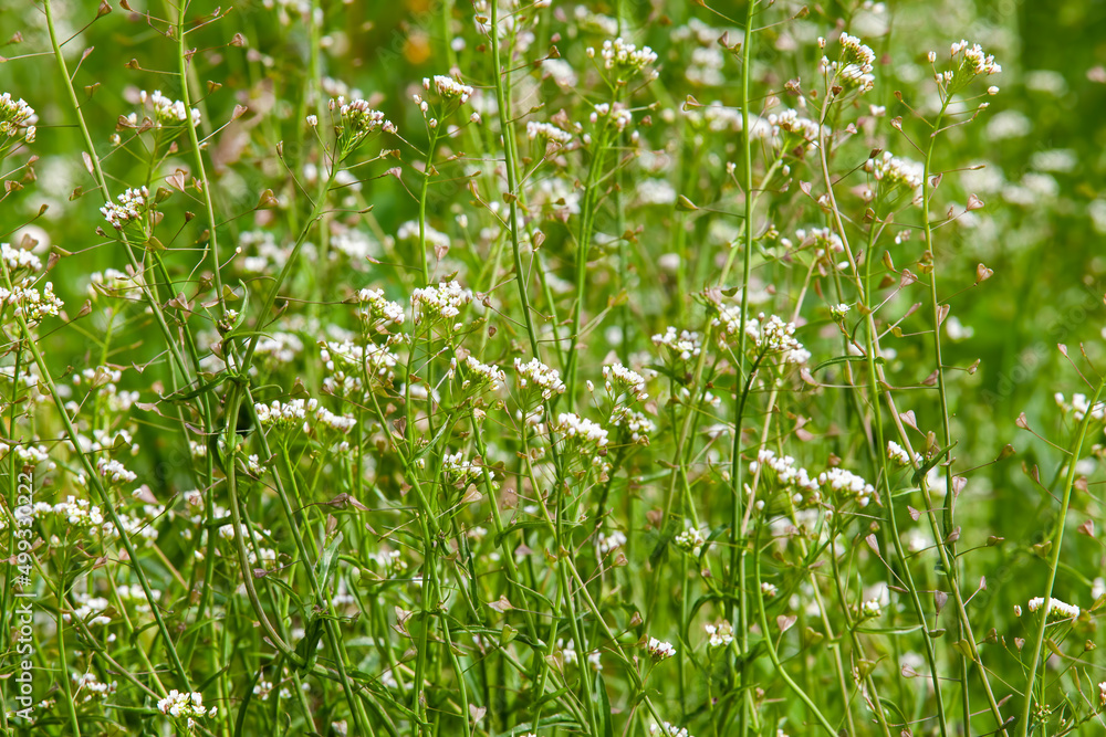 grass with flowers and other plants in the summer grass with flowers and other plants in the summer