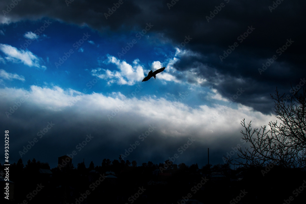 Obraz premium Dark landscape with dramatic blue sky, clouds and black outlines of a bird flying, tree branches and distant city