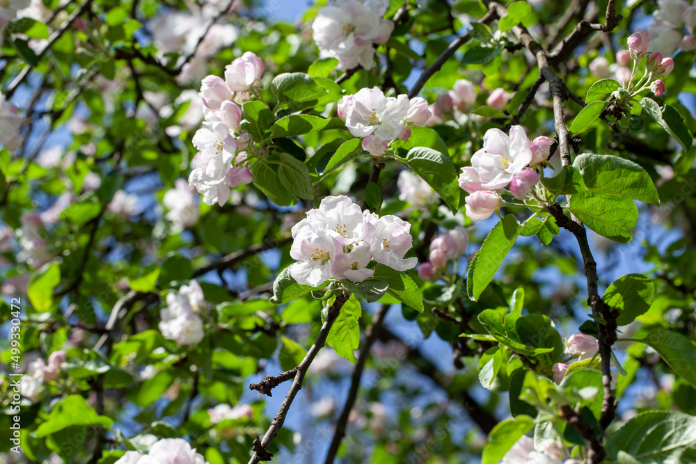 a beautiful apple tree during blooming with white flowers a beautiful apple tree during blooming with white flowers