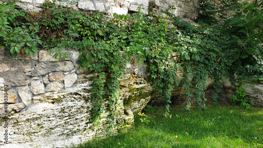 Climbing plants on a stone wall
