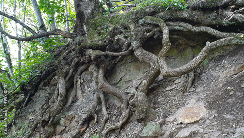 The roots of a large tree forest nature