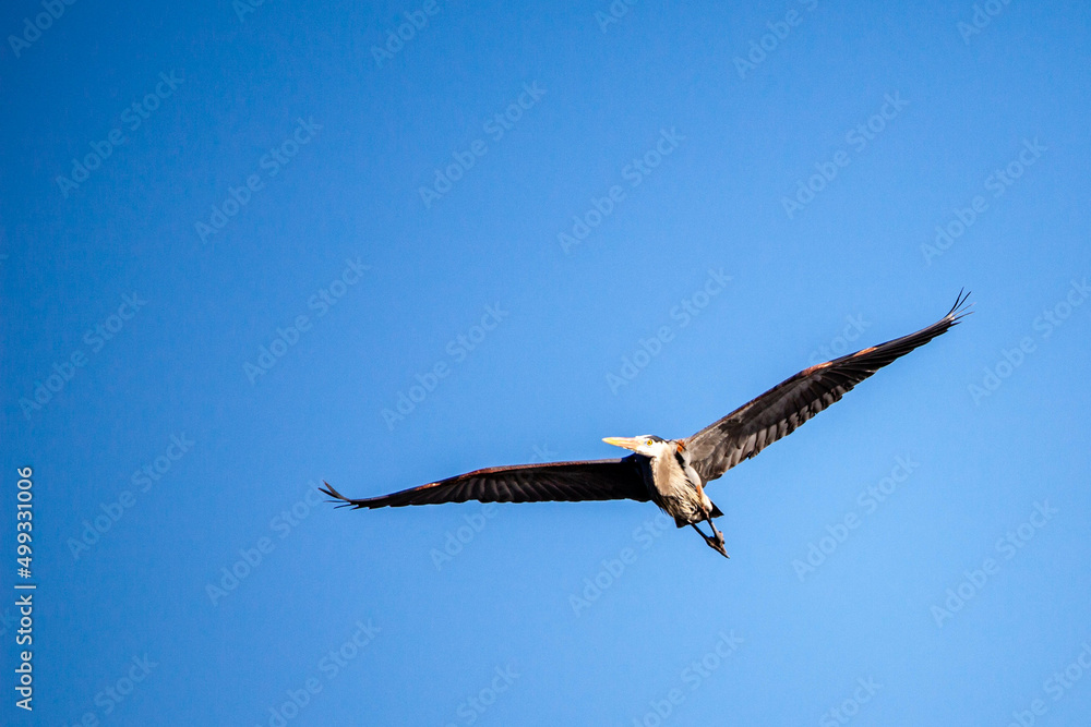 Great Blue Heron (Ardea herodias) flying in a blue sky with copy space Great Blue Heron (Ardea herodias) flying in a blue sky with copy space