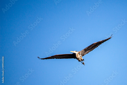 Great Blue Heron  Ardea herodias  flying in a blue sky with copy space