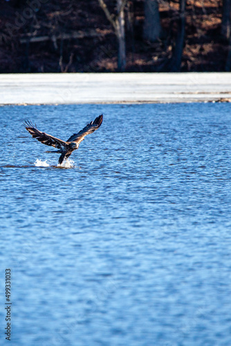 Immature bald eagle (Haliaeetus leucocephalus) grabbing a fish on Lake Wausau, Wausau, Wisconsin  in April © mtatman