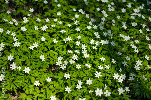 Anemone nemorosa flower in the forest in the sunny day. Wood anemone, windflower, thimbleweed.