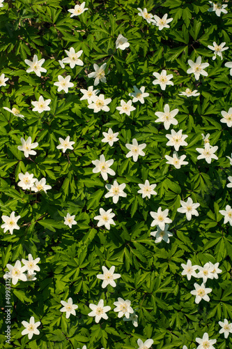 Anemone nemorosa flower in the forest in the sunny day. Wood anemone, windflower, thimbleweed.