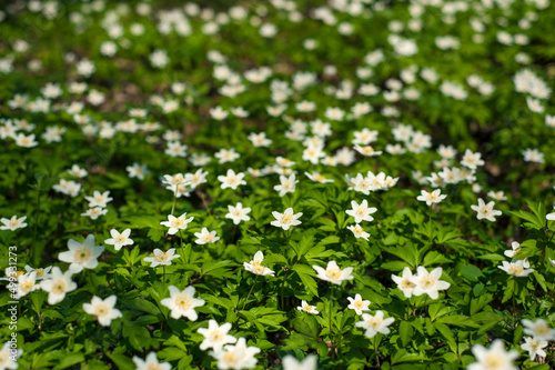 Anemone nemorosa flower in the forest in the sunny day. Wood anemone, windflower, thimbleweed.