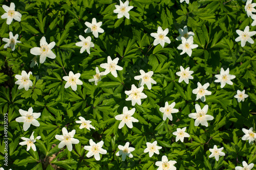 Anemone nemorosa flower in the forest in the sunny day. Wood anemone, windflower, thimbleweed.