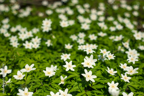 Anemone nemorosa flower in the forest in the sunny day. Wood anemone, windflower, thimbleweed.